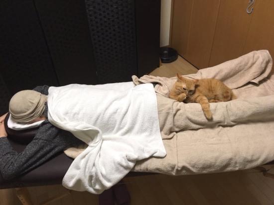 ねころびスタジオ Cat Stretch(写真 1)