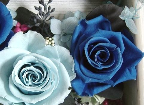 Blue Rose(写真 3)
